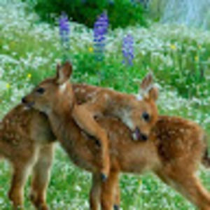 Meet your Posher, April